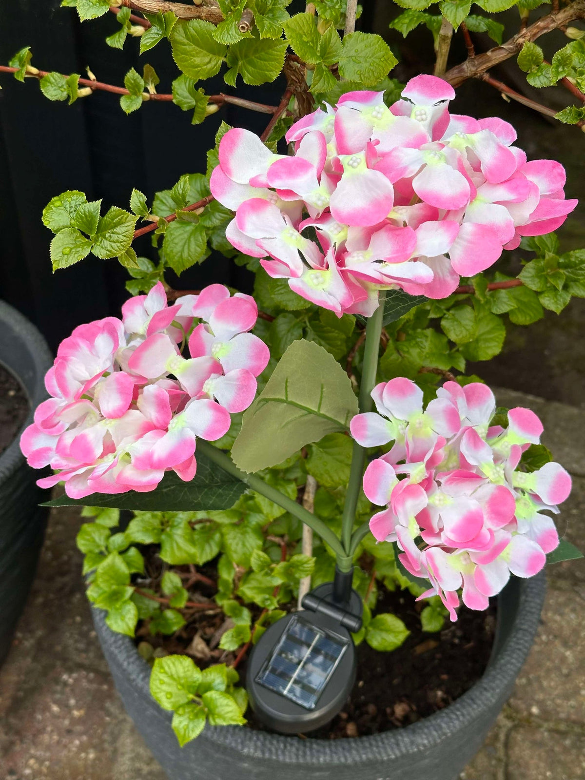 Hortensia à énergie solaire