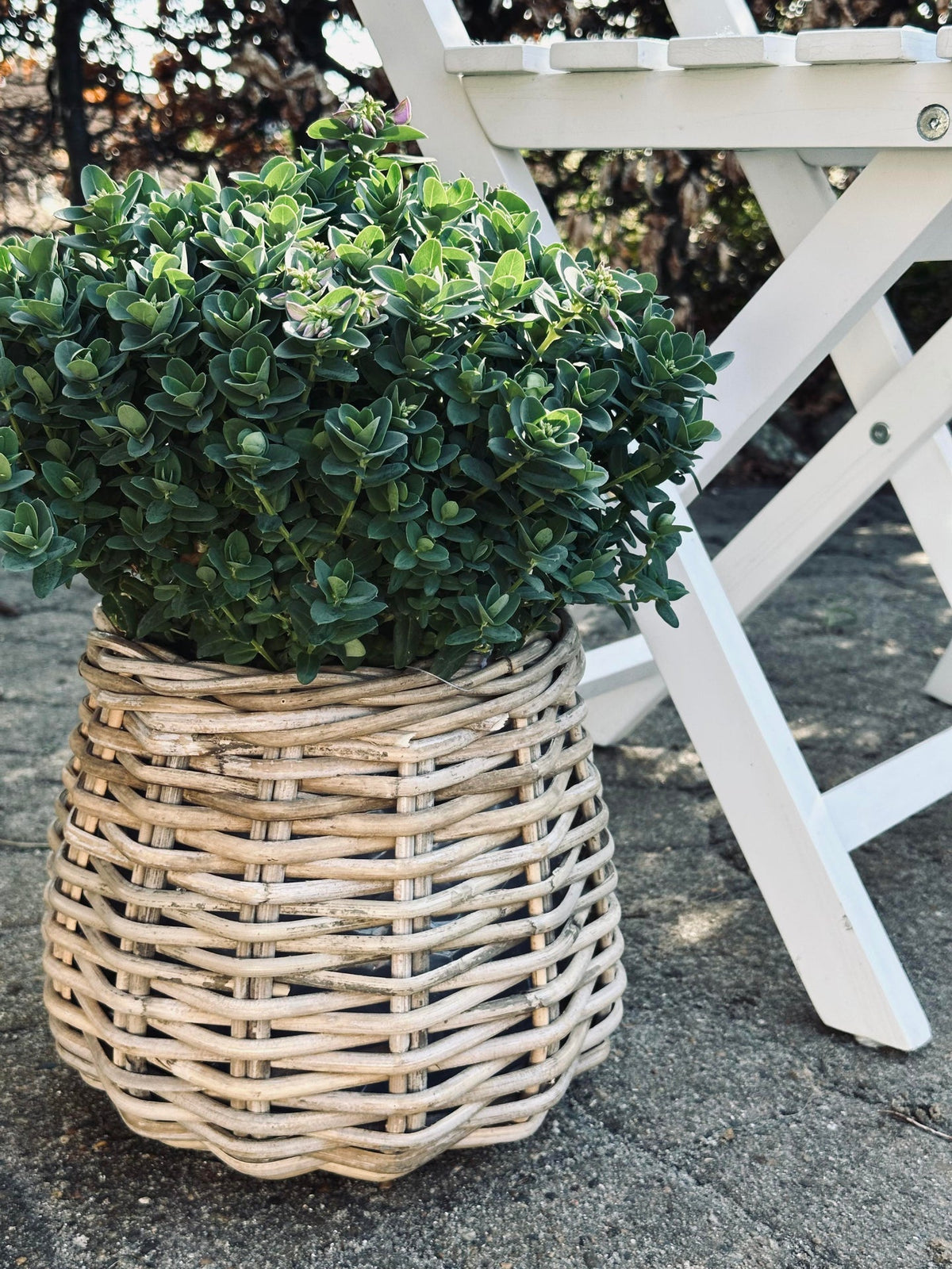 Panier à plantes Goutte
