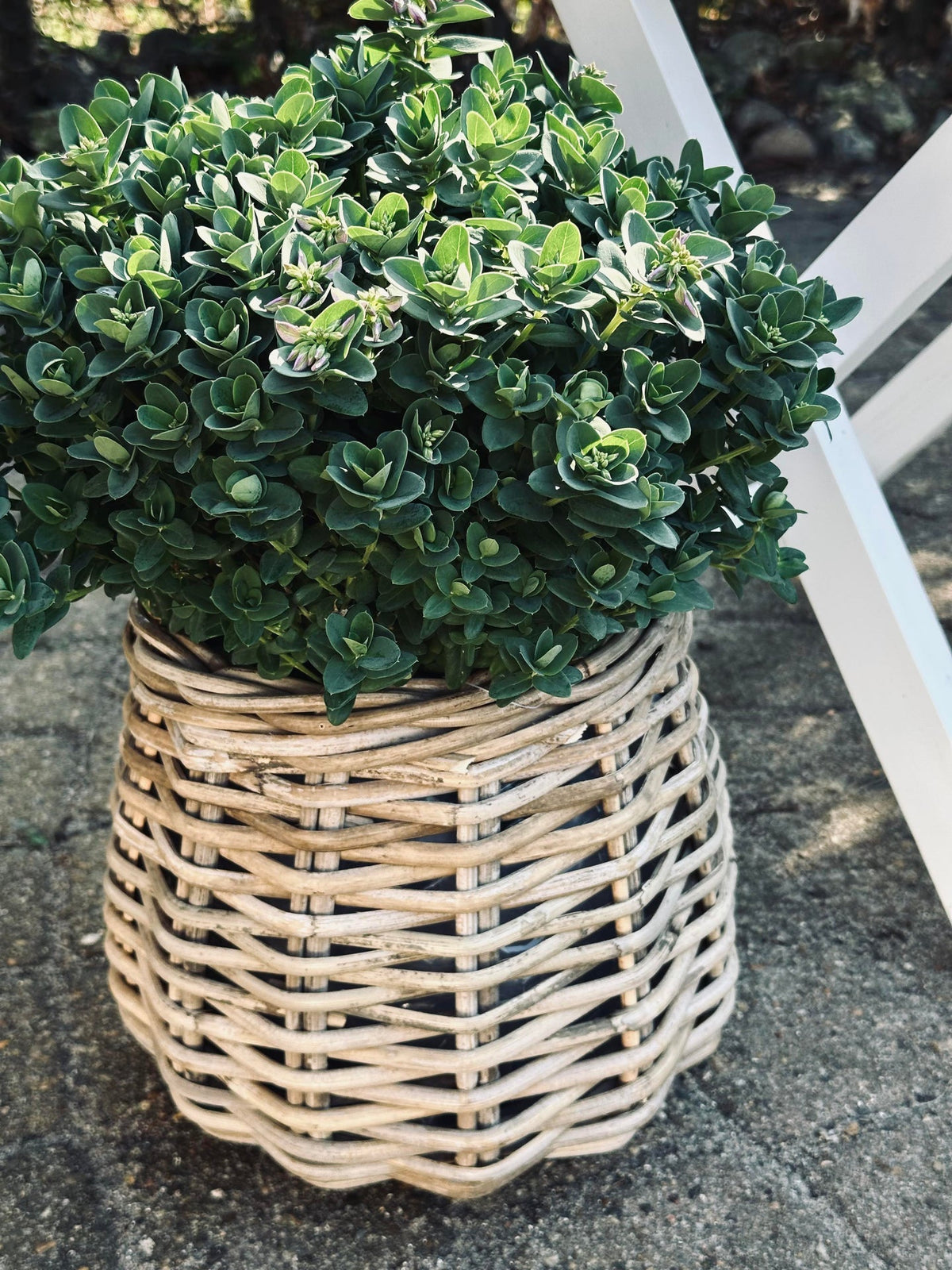 Panier à plantes Goutte