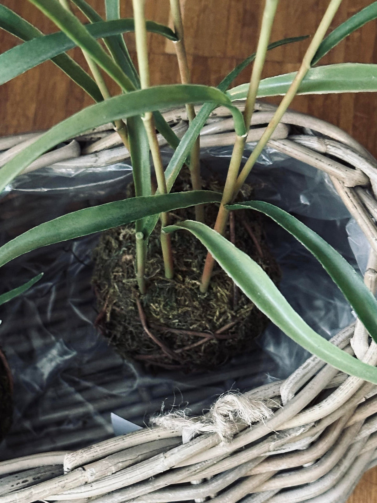 Paniers pour plantes - Lot de 2 pièces. Rotin ovale