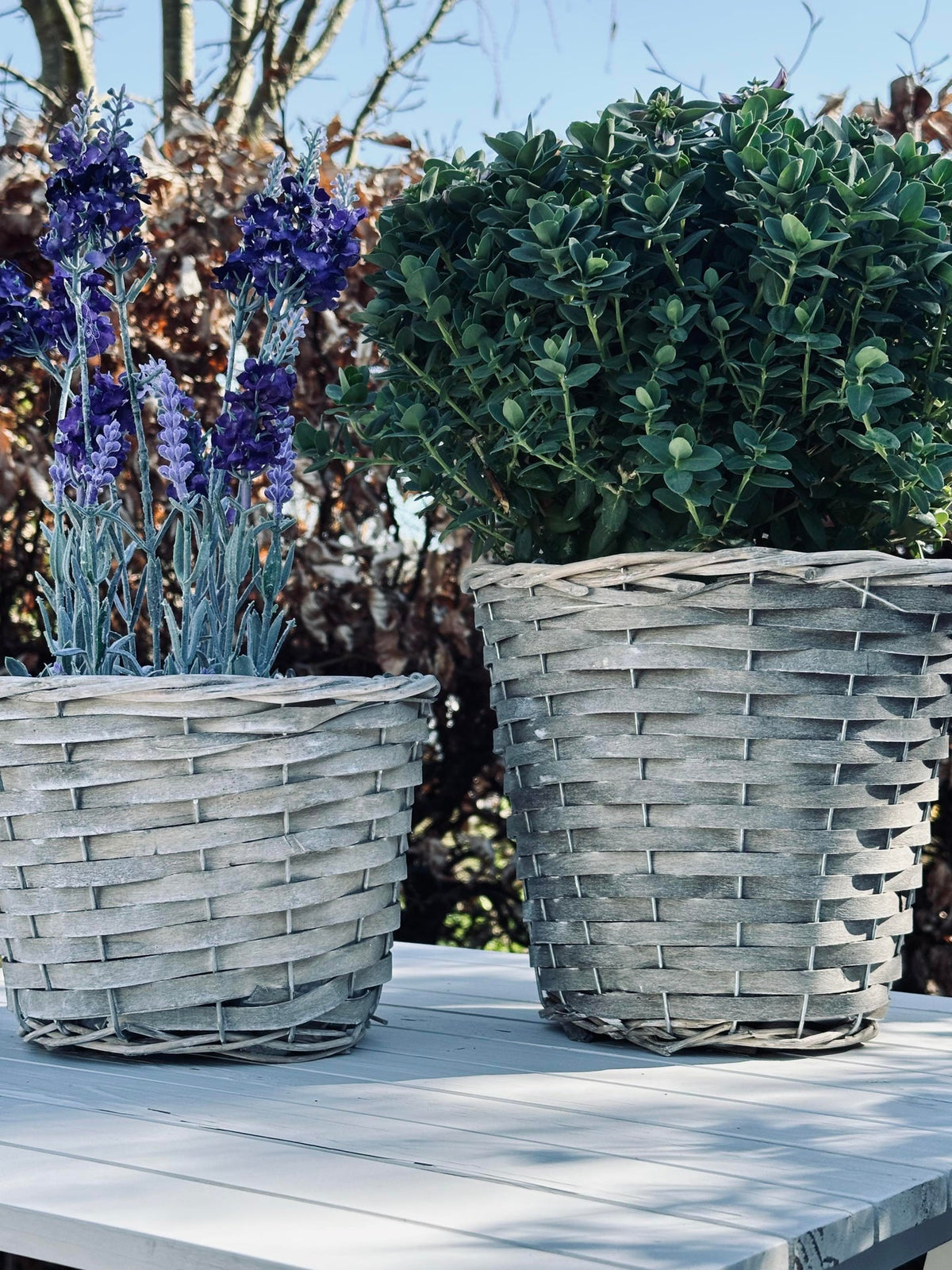 Panier à plantes 15 cm