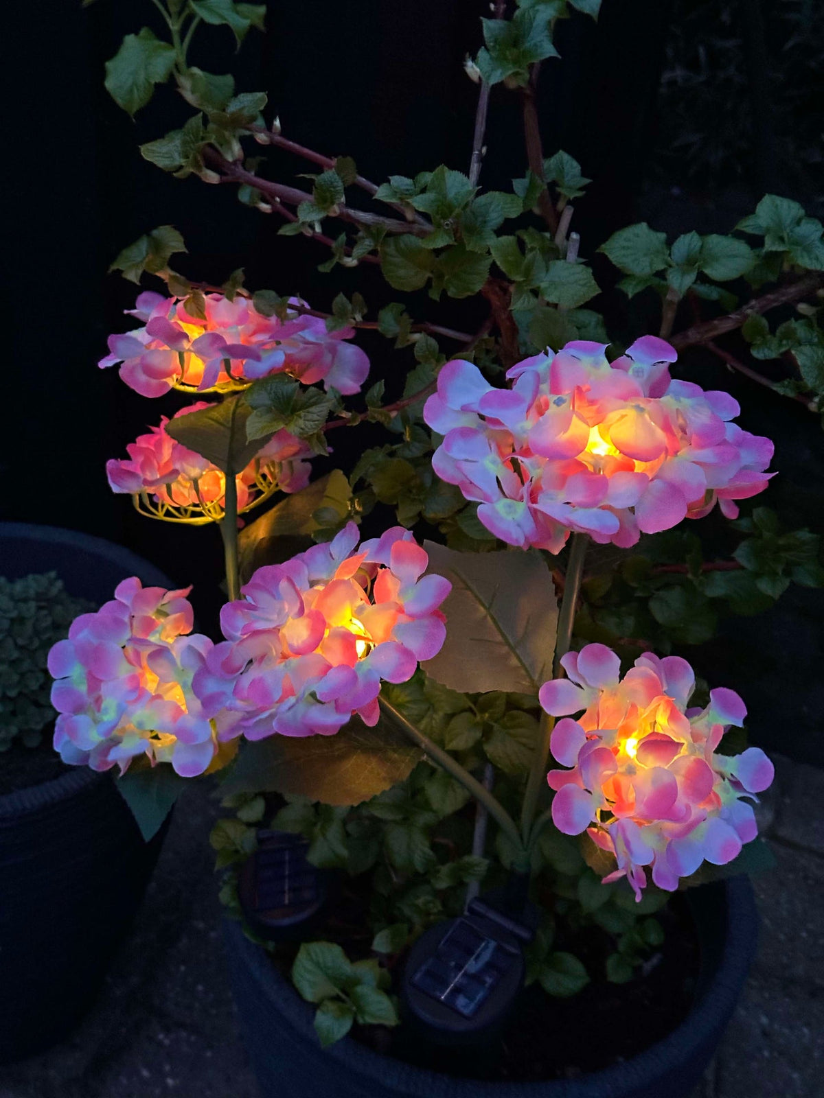 Hortensia à énergie solaire