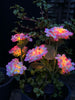 Hortensia à énergie solaire