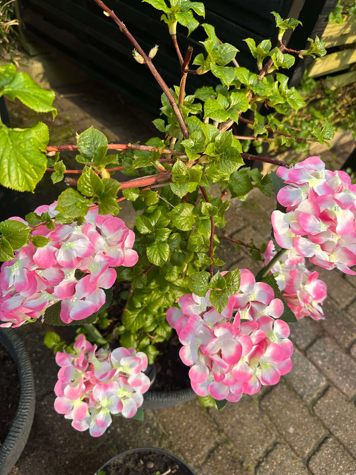 Hortensia à énergie solaire