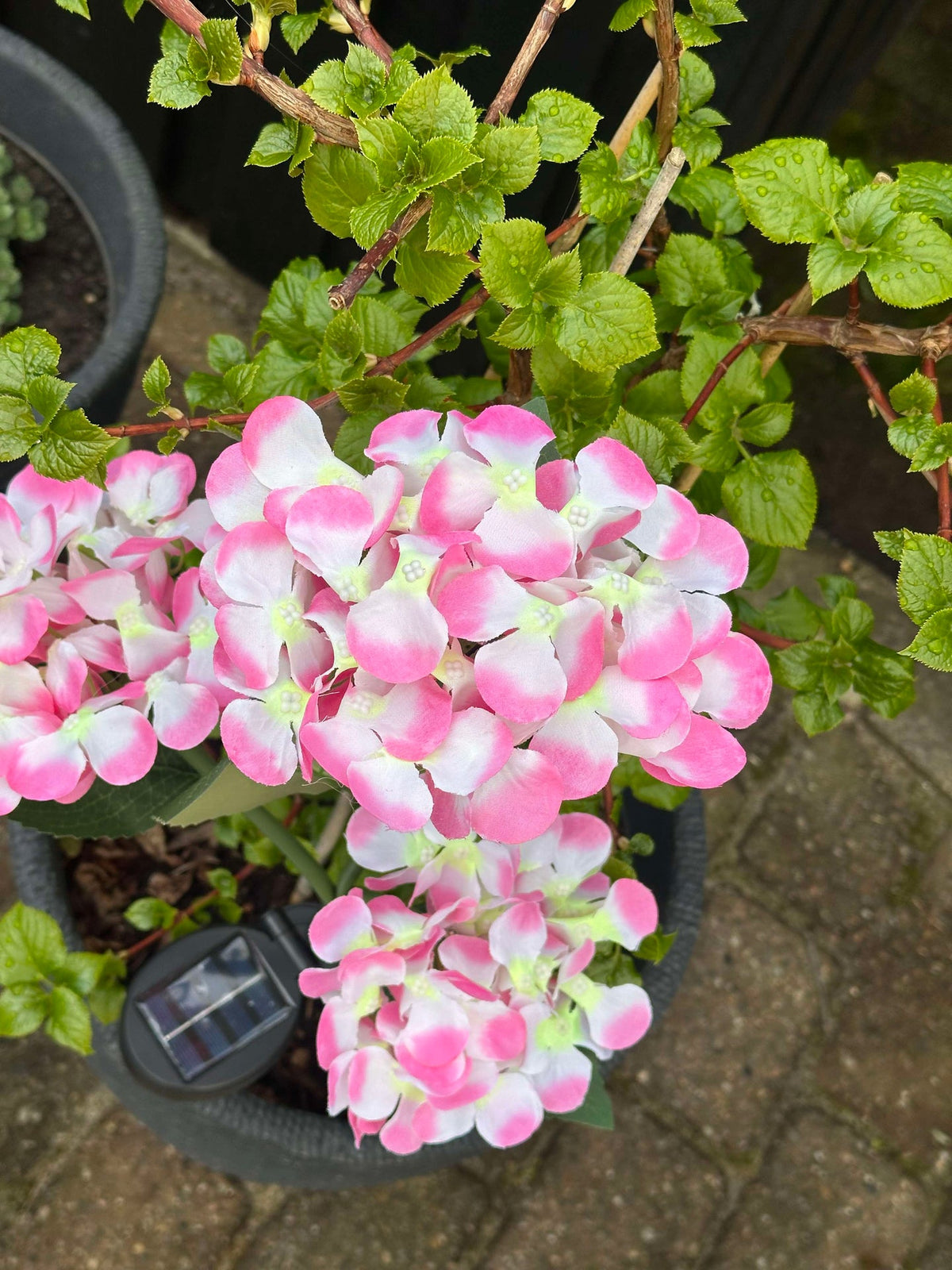 Hortensia à énergie solaire