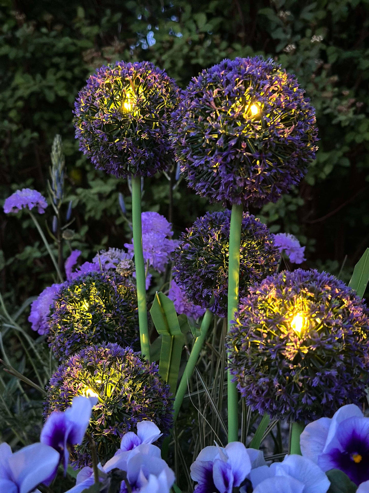 Allium ornemental à cellules solaires – Bleu