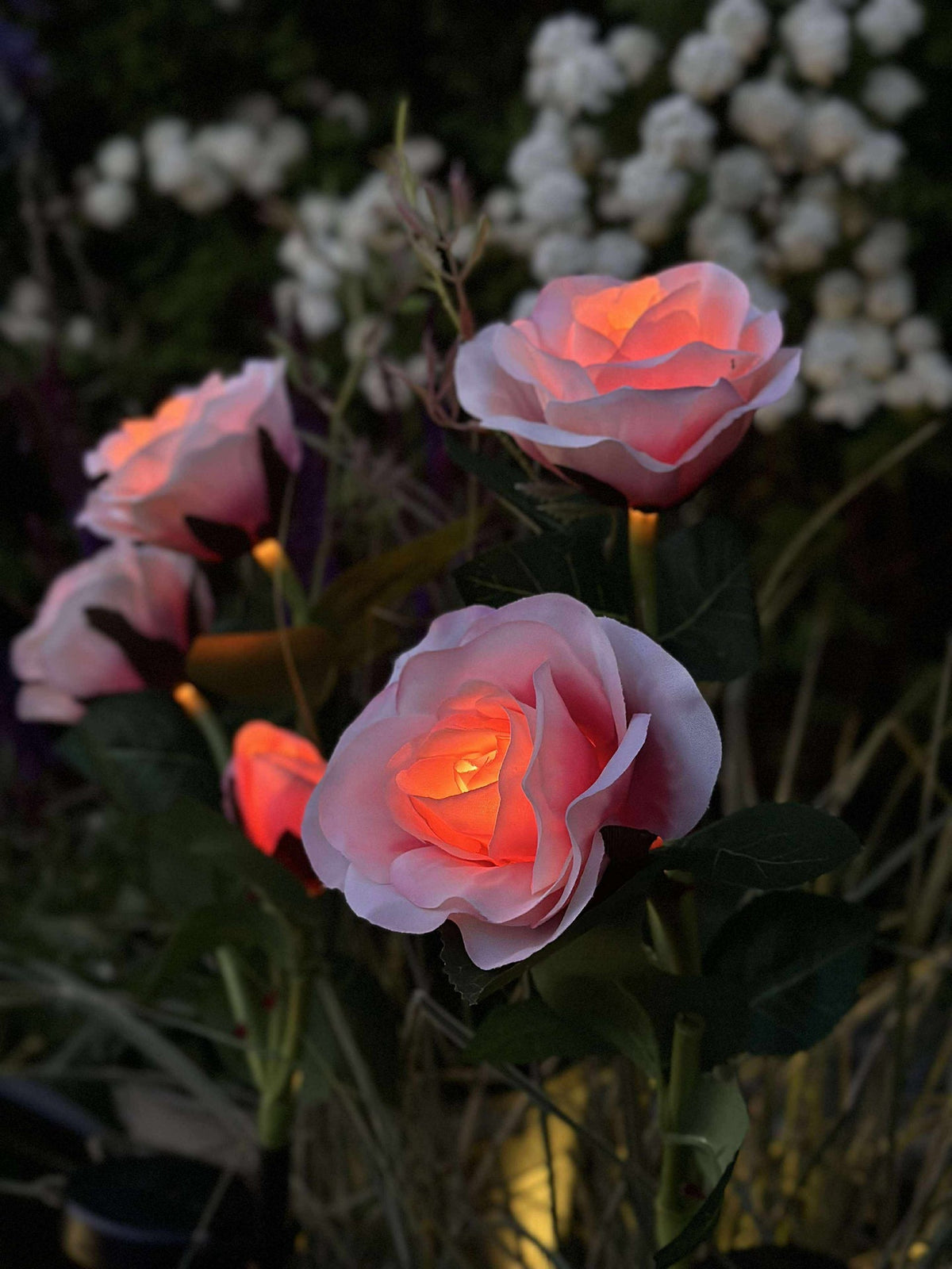 Rose avec cellules solaires - Rose