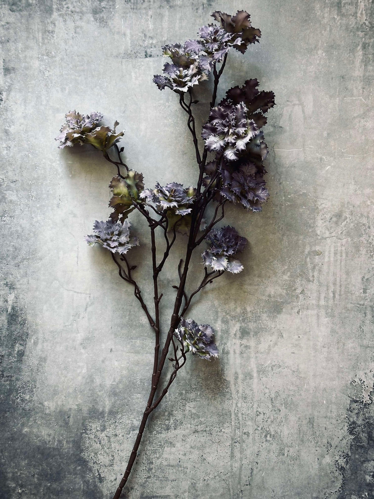 Fleur d’œillet