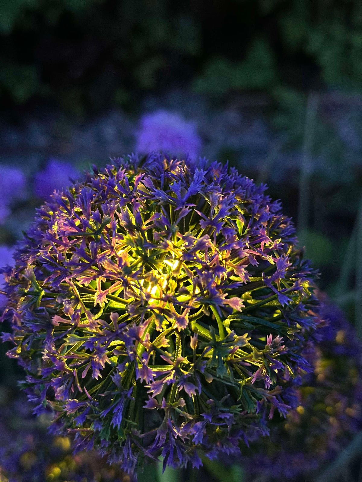 Allium ornemental à cellules solaires – Bleu