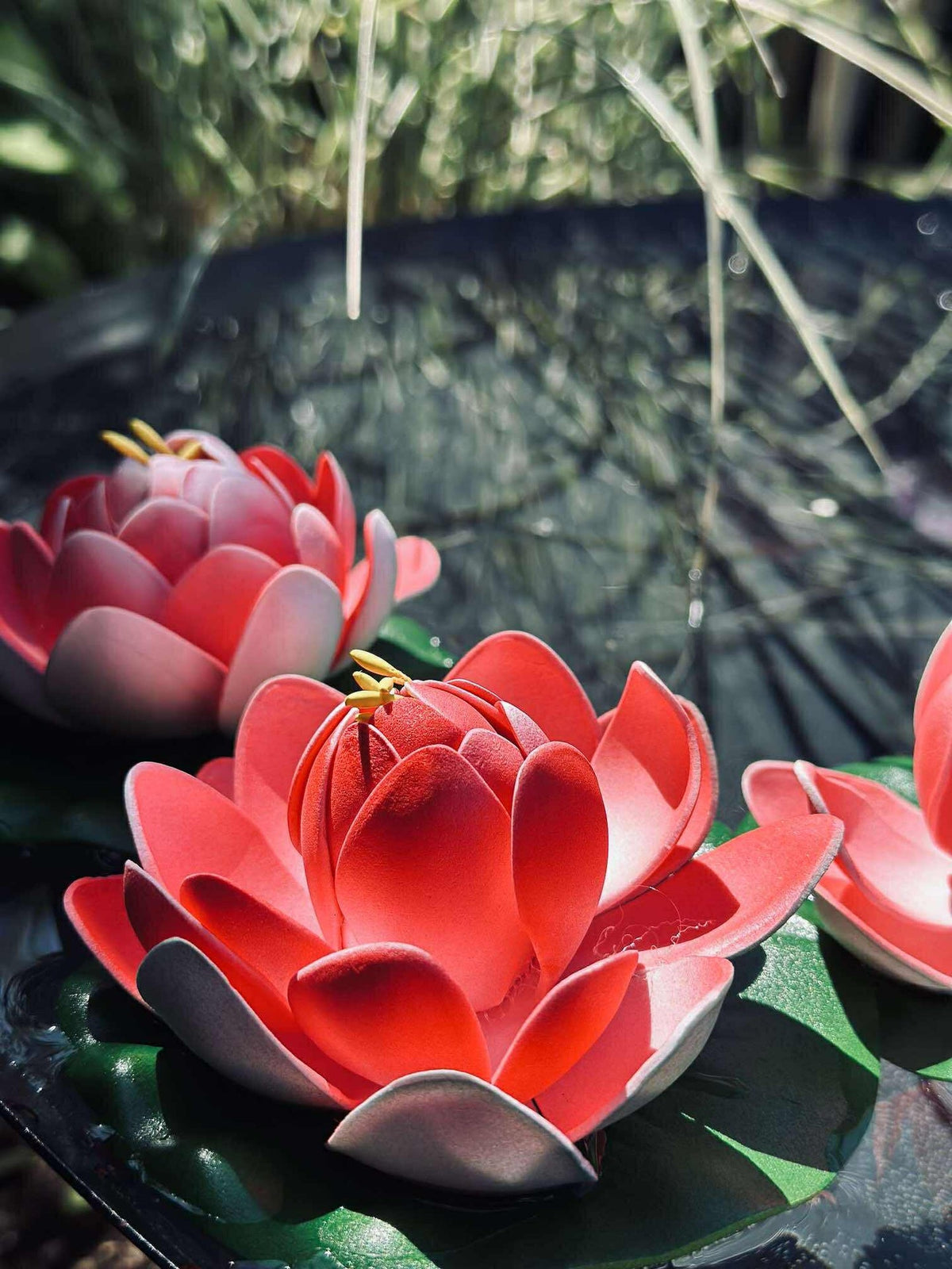 Lotus - Plusieurs couleurs