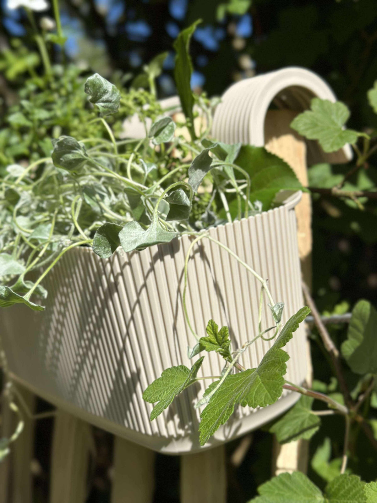 Jardinière avec suspension – Crème