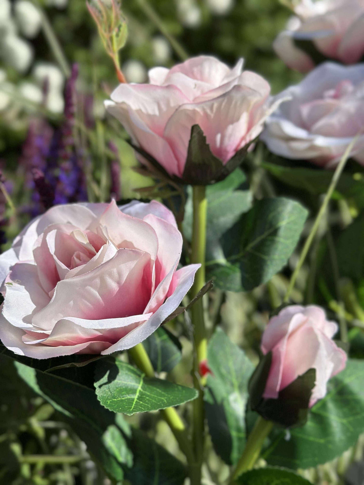 Rose avec cellules solaires - Rose
