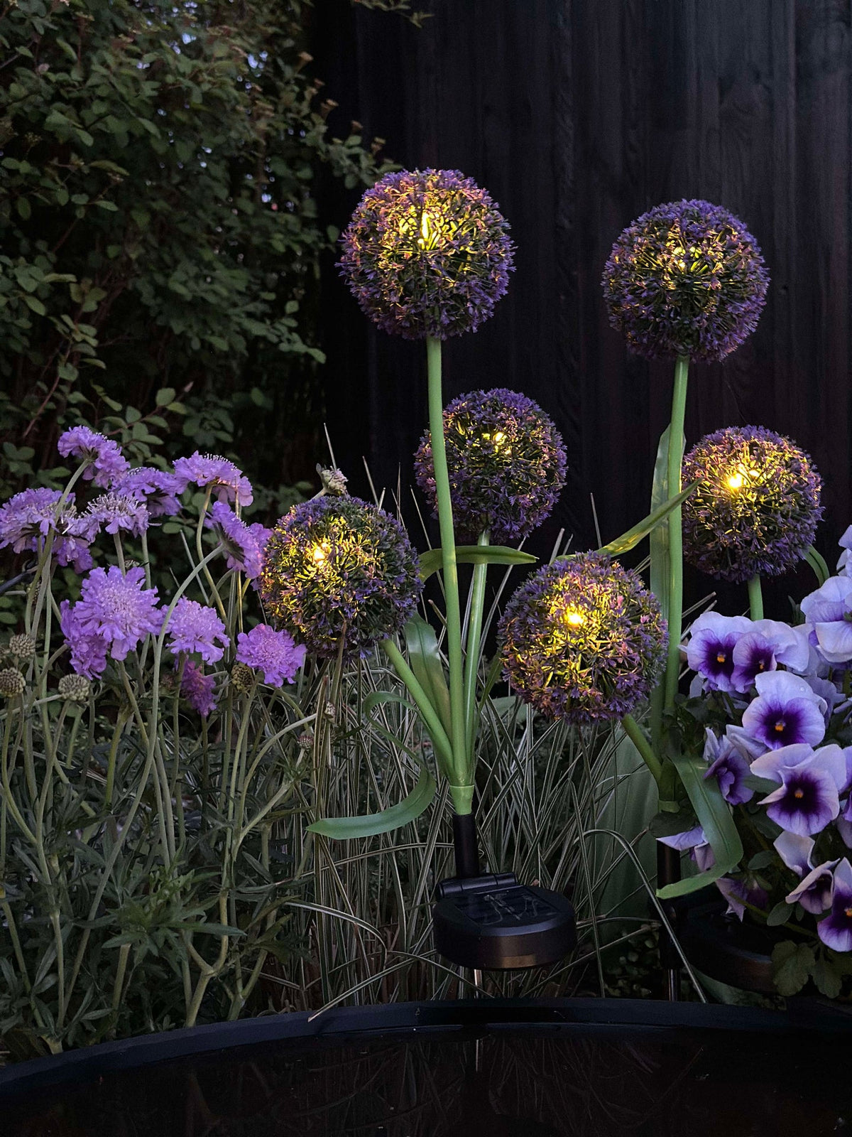 Allium ornemental à cellules solaires – Bleu