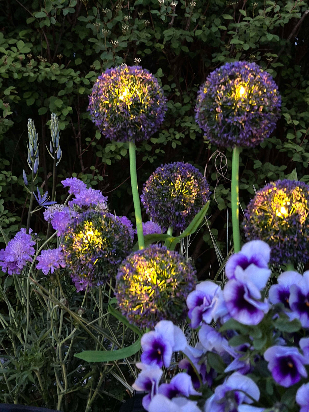 Allium ornemental à cellules solaires – Bleu