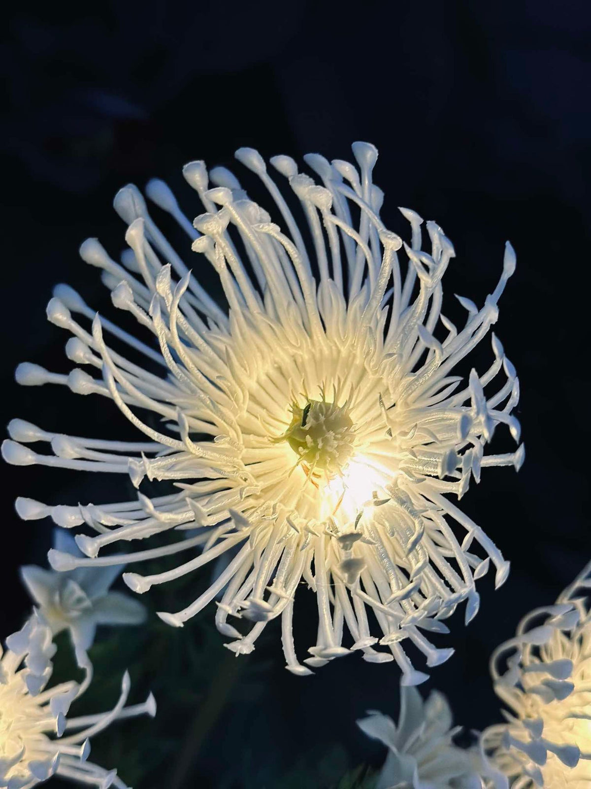 Fleur avec panneaux solaires - Spider Lili blanc