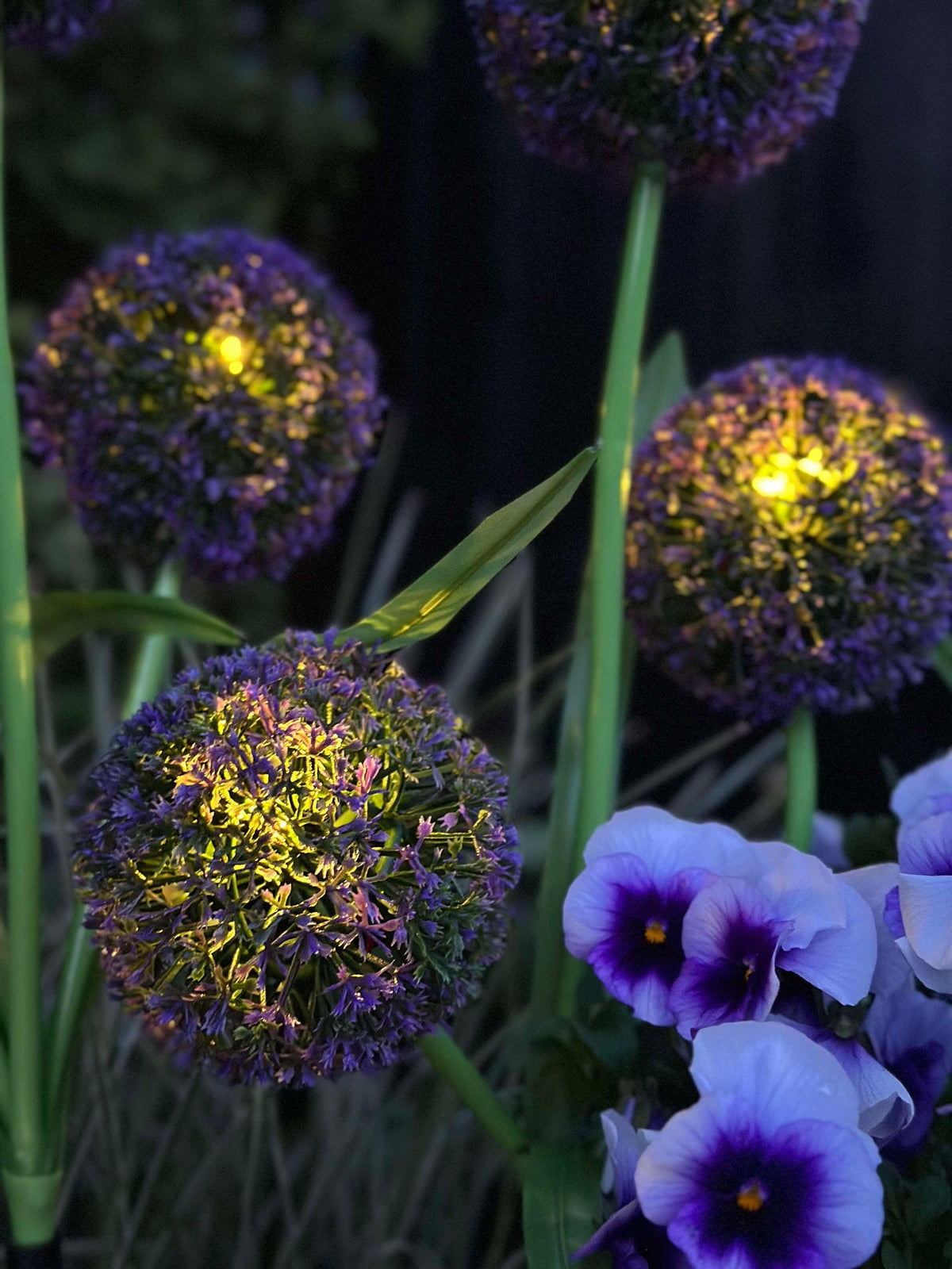Allium ornemental à cellules solaires – Bleu