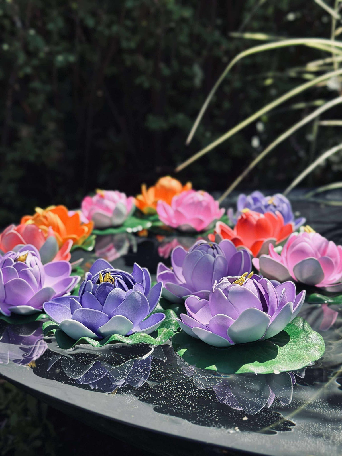 Lotus - Plusieurs couleurs