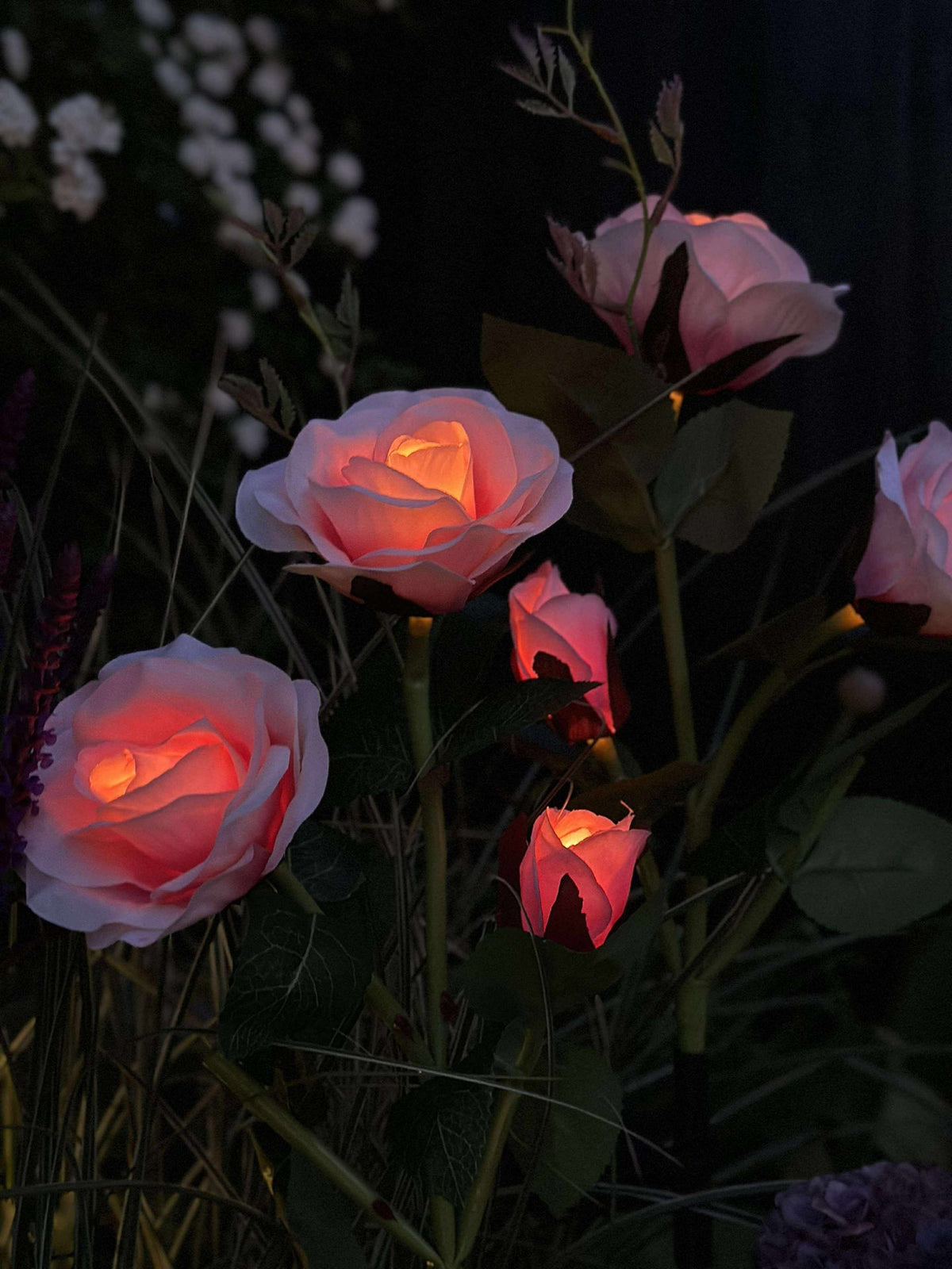 Rose avec cellules solaires - Rose