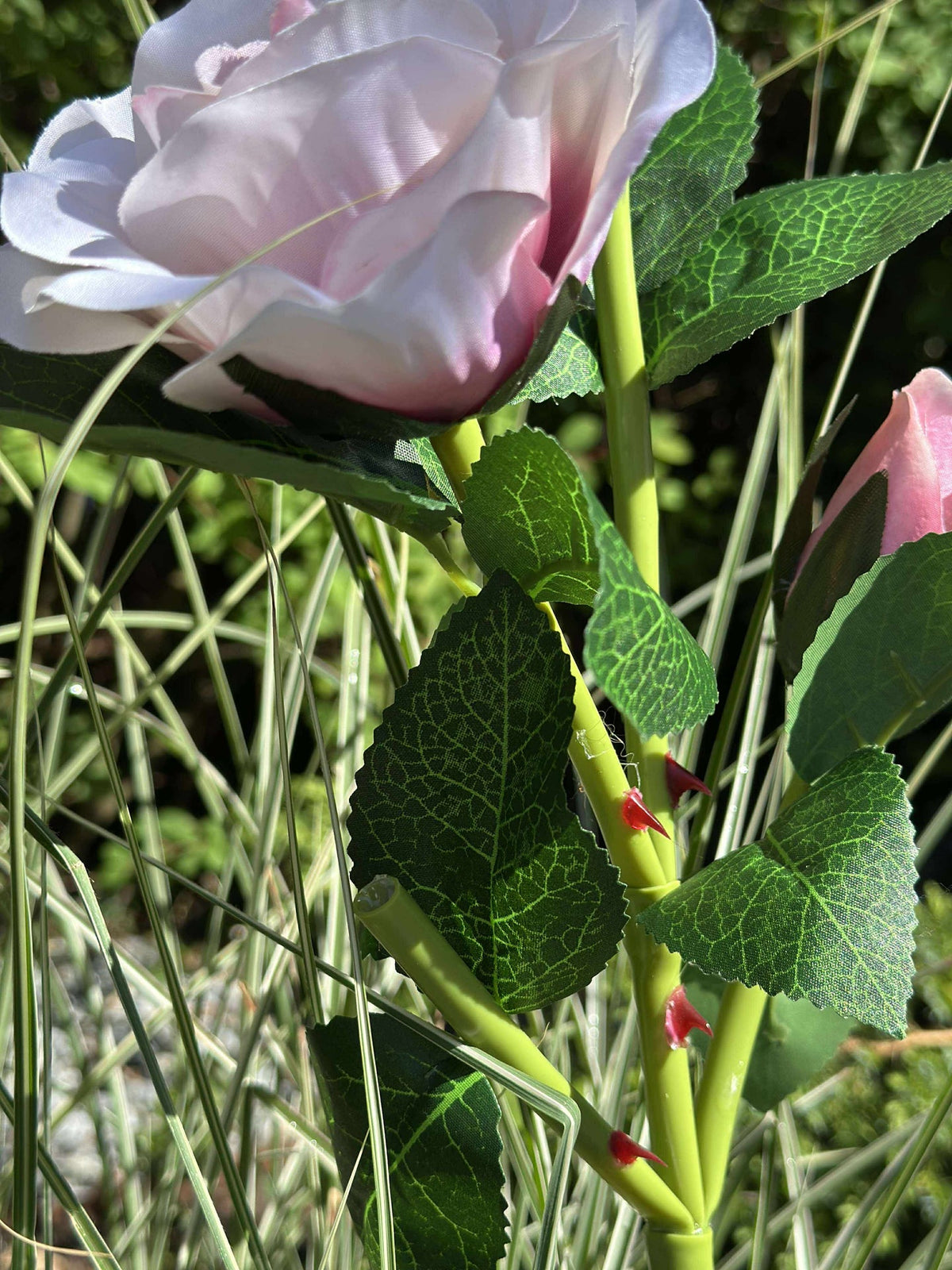 Rose avec cellules solaires - Rose