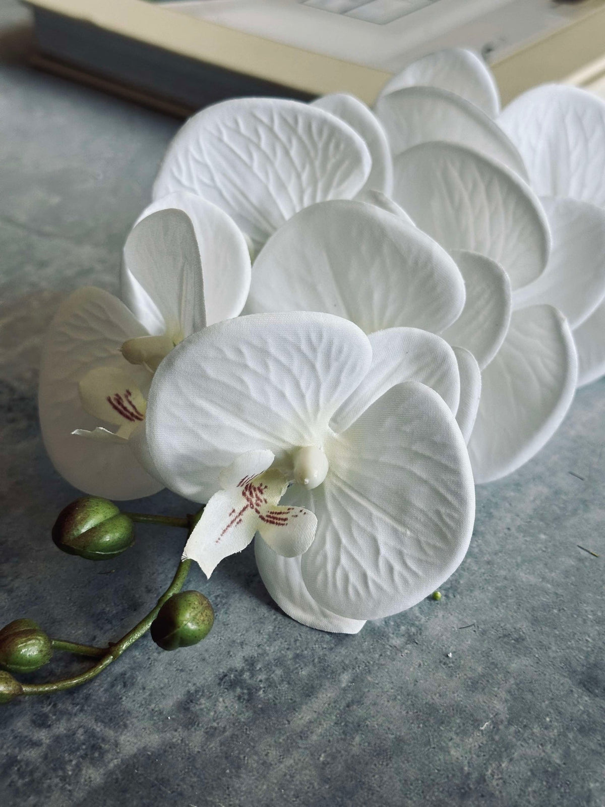 Tige d’orchidée