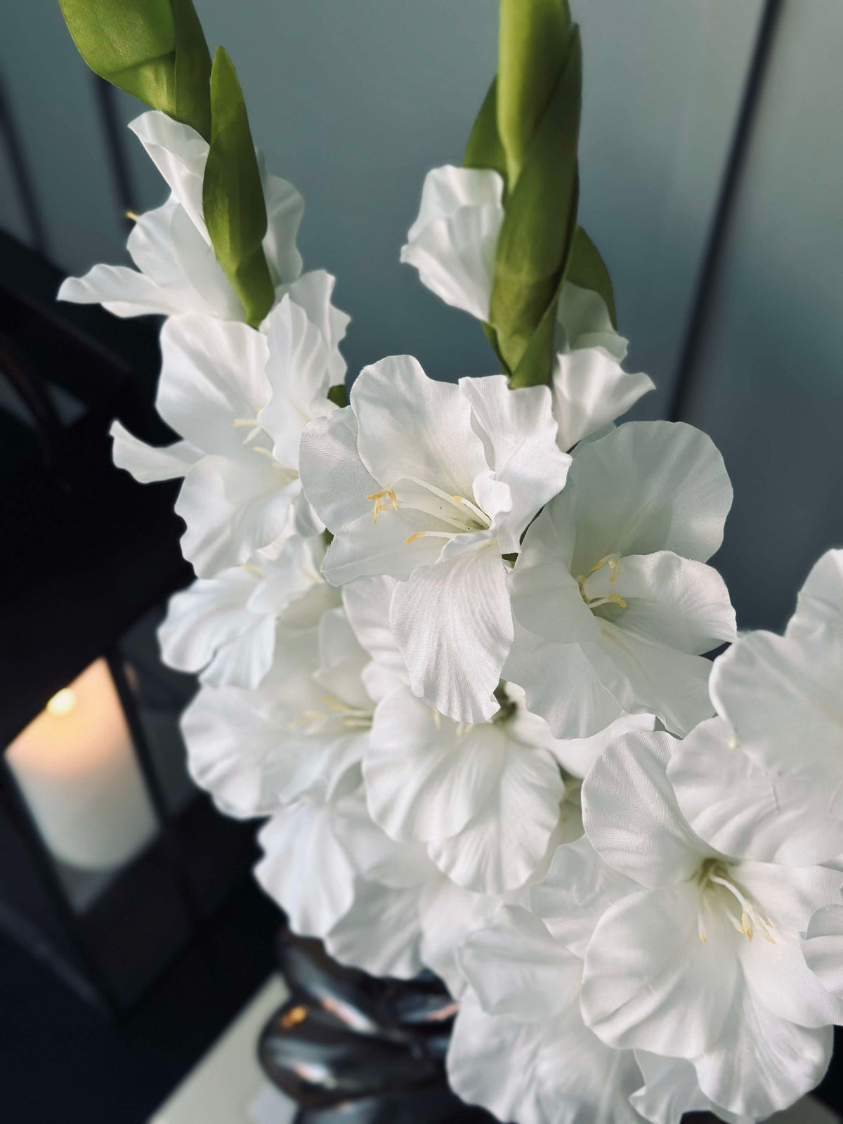 Tige de gladiolus