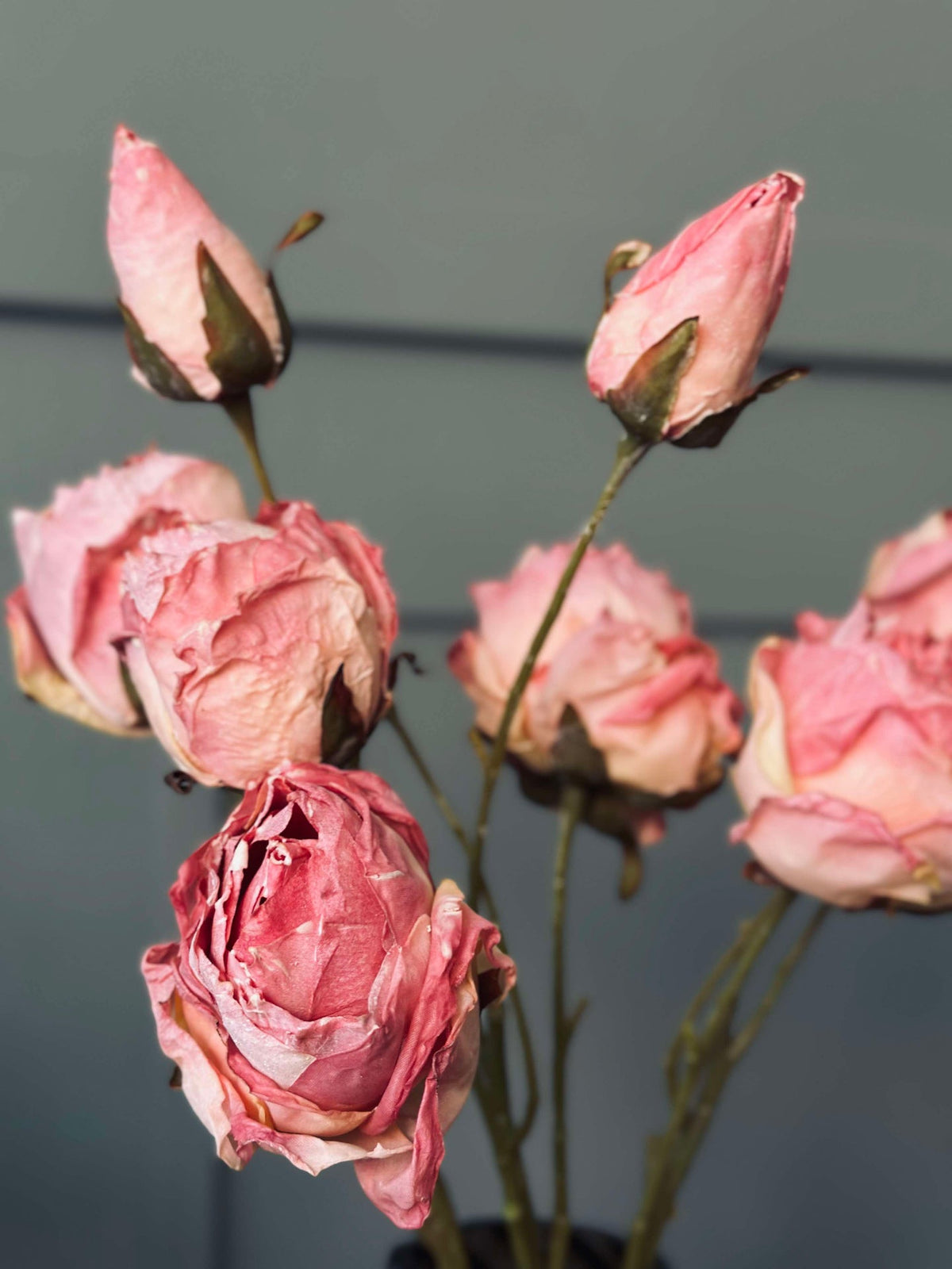 Tige de rose