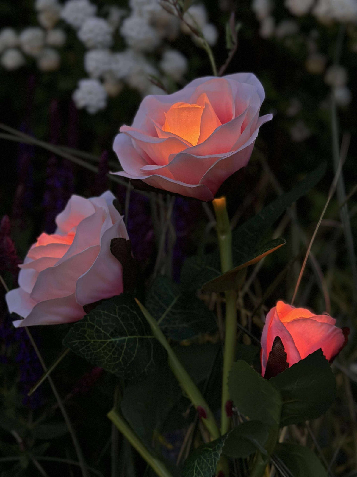 Rose avec cellules solaires - Rose