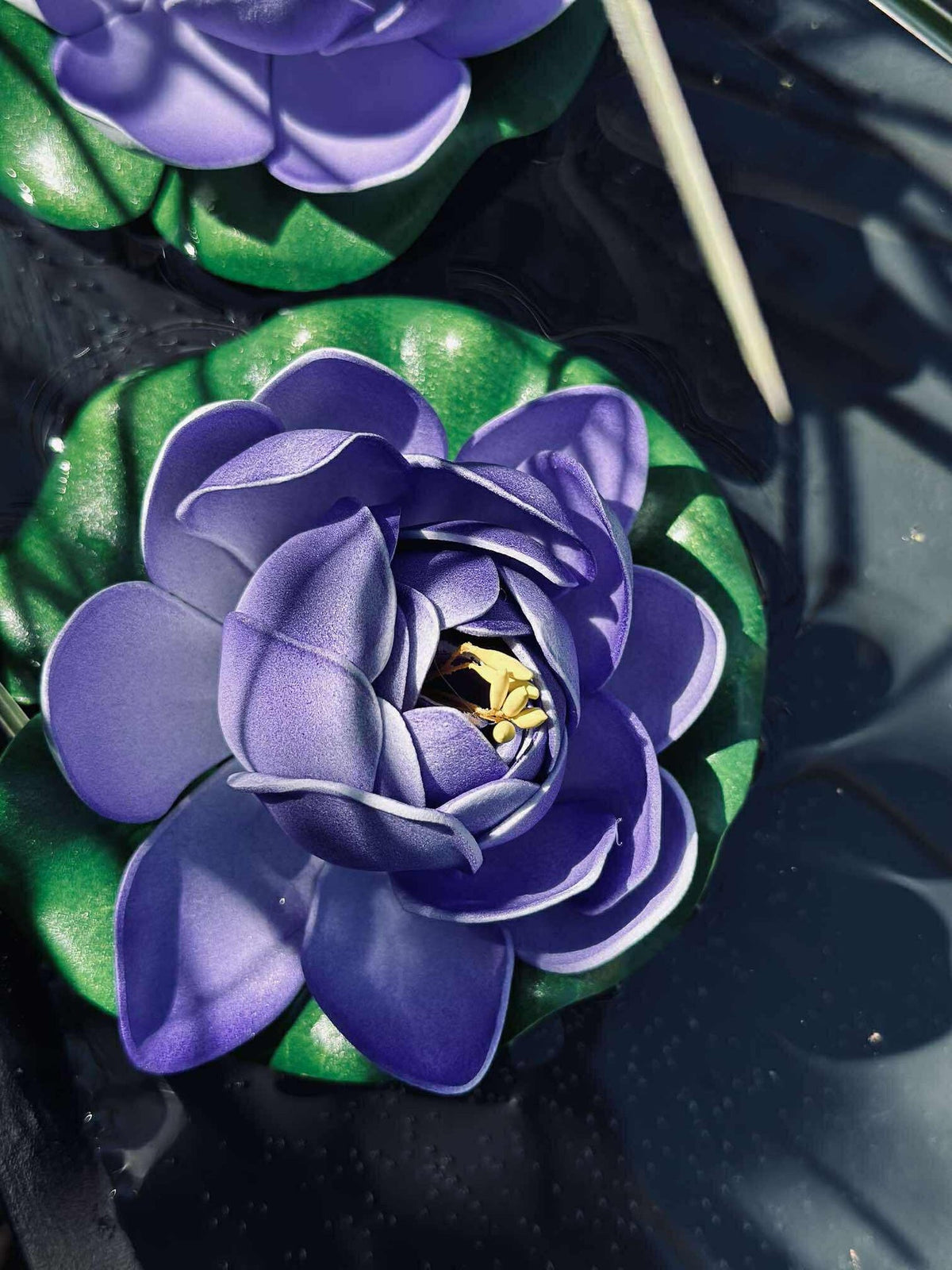 Lotus - Plusieurs couleurs