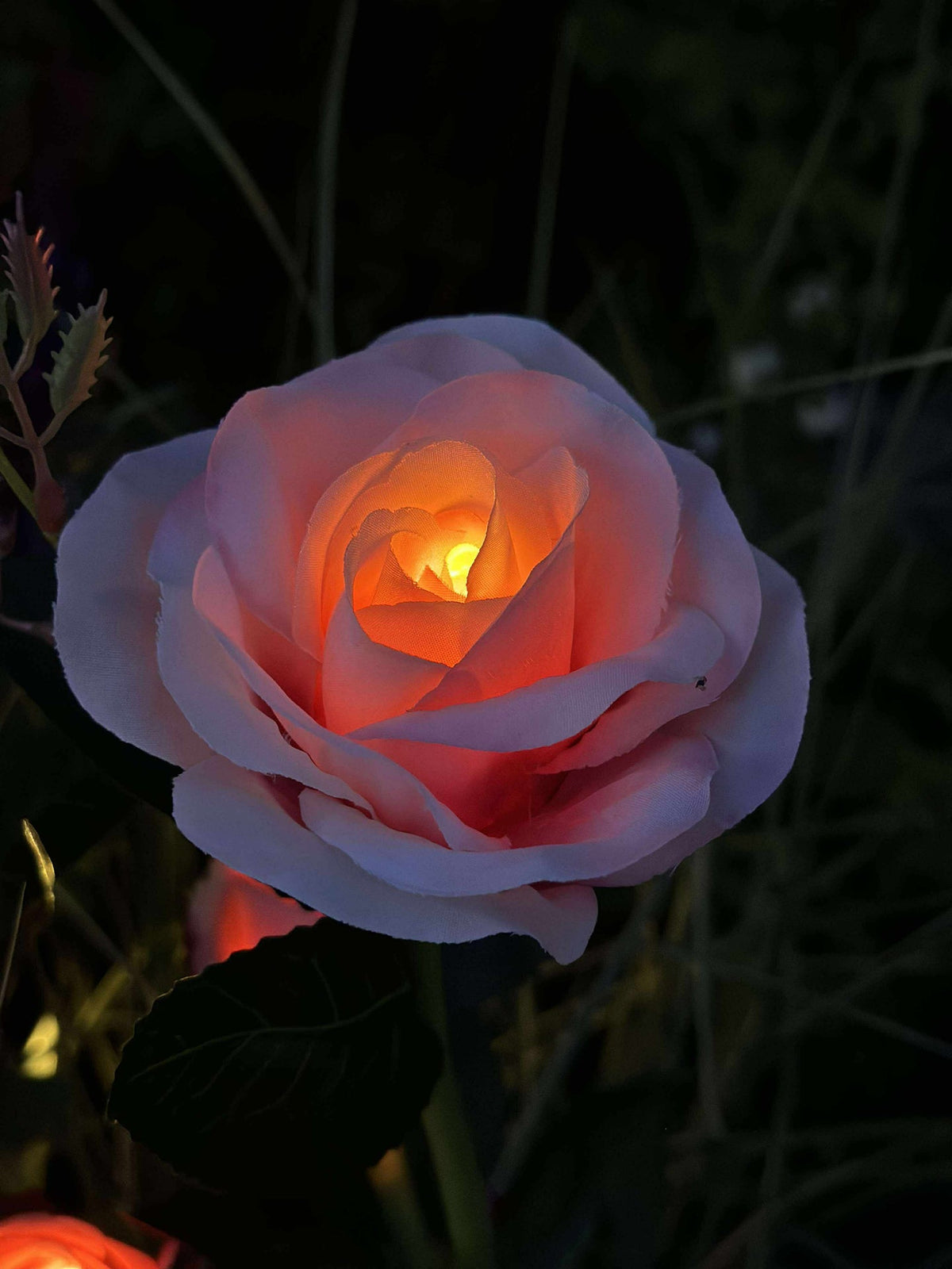 Rose avec cellules solaires - Rose