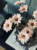 Tige de Chrysanthème