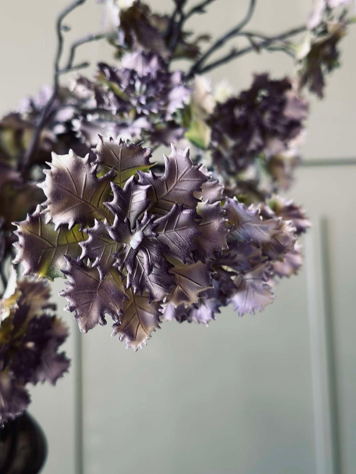 Fleur d’œillet