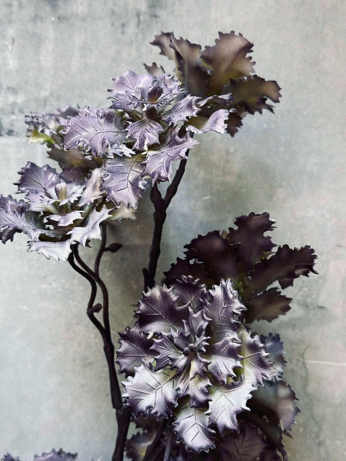 Fleur d’œillet