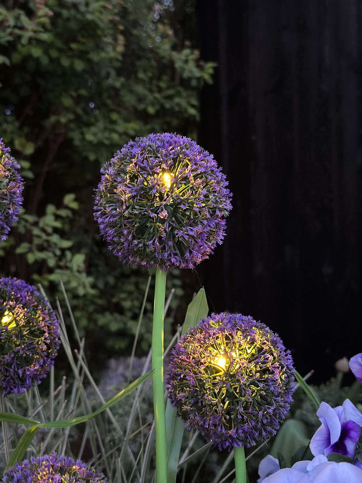 Allium ornemental à cellules solaires – Bleu
