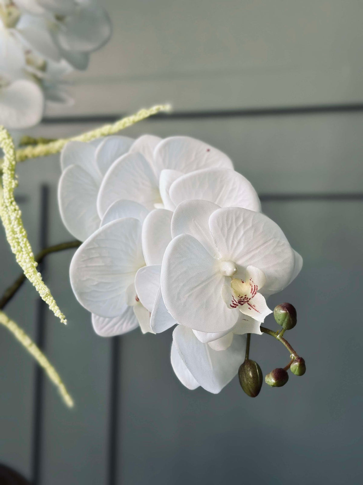 Tige d’orchidée