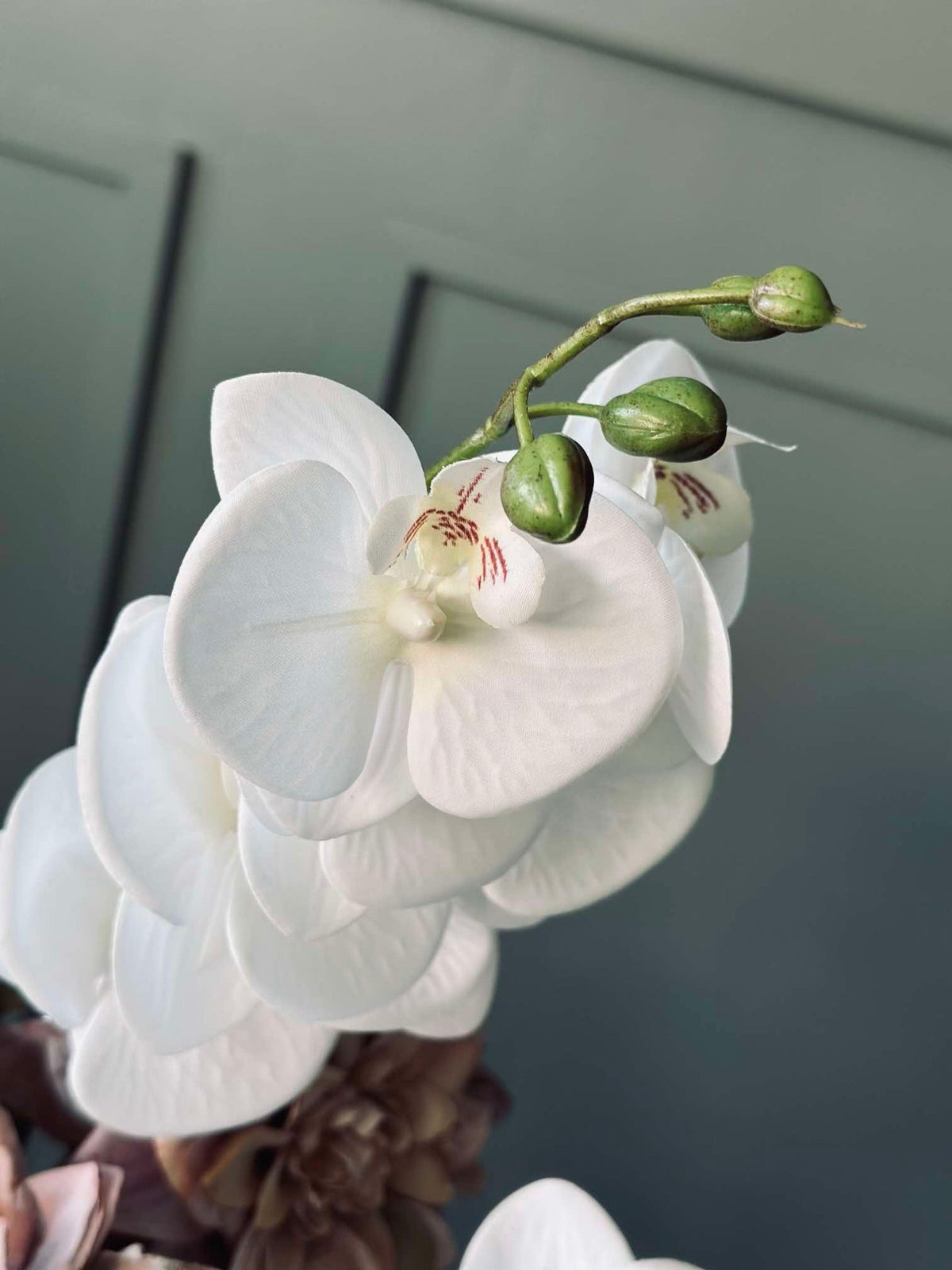 Tige d’orchidée