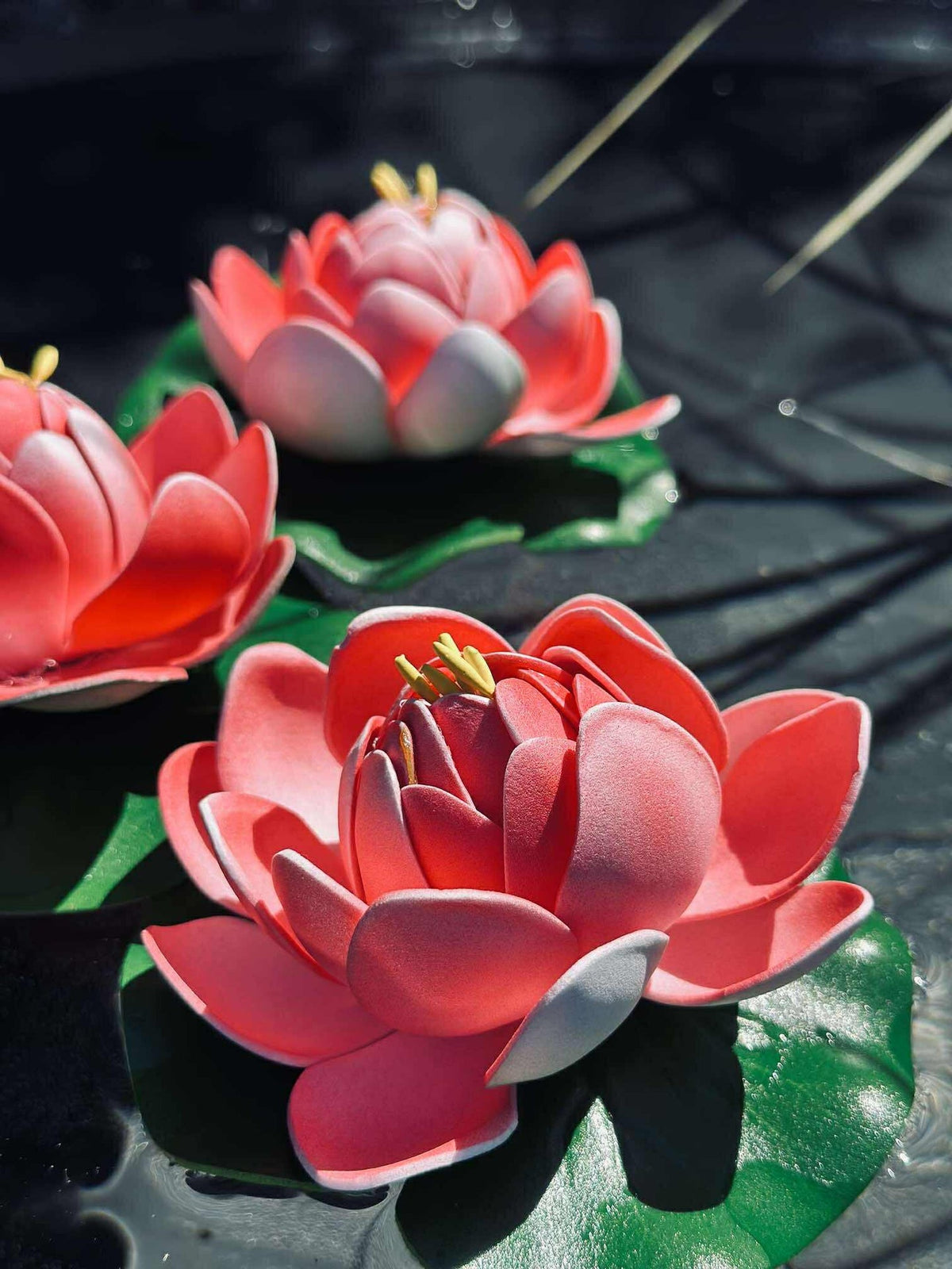 Lotus - Plusieurs couleurs