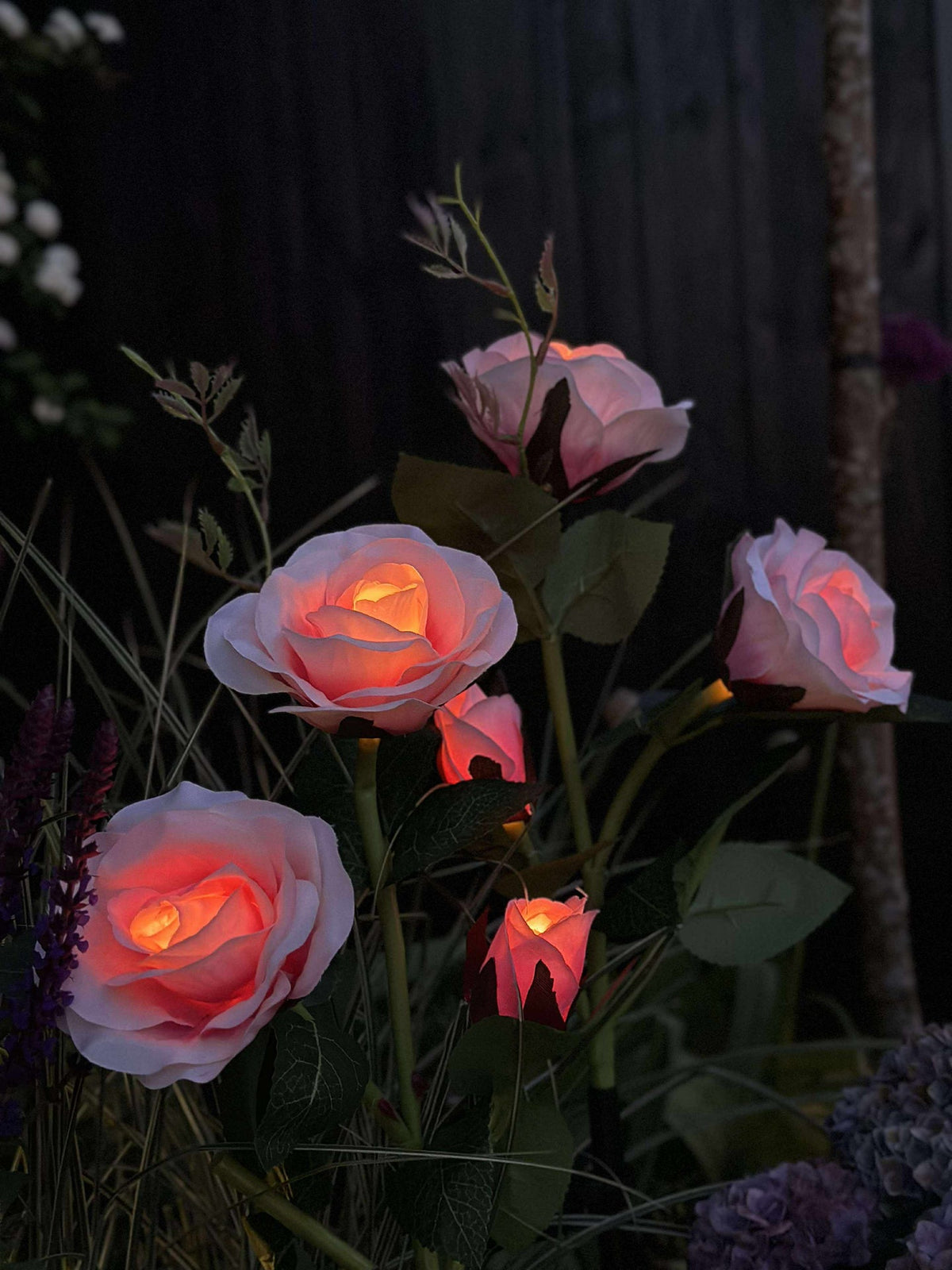 Rose avec cellules solaires - Rose