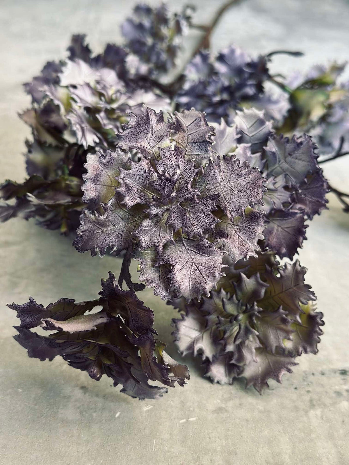 Fleur d’œillet