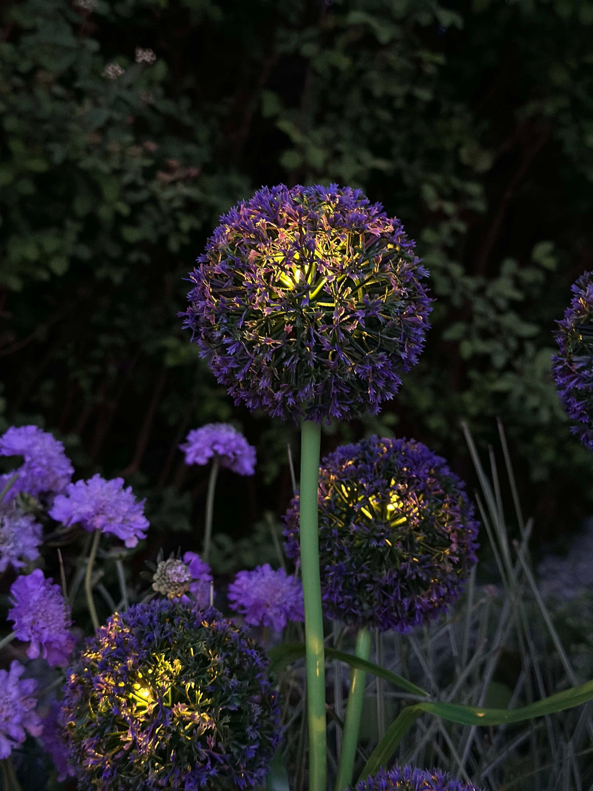 Allium ornemental à cellules solaires – Bleu