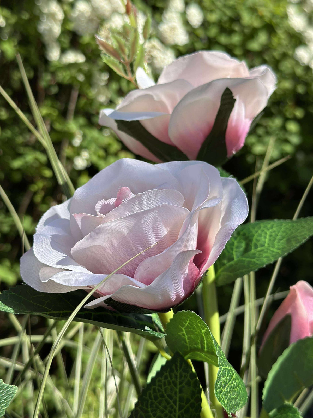 Rose avec cellules solaires - Rose