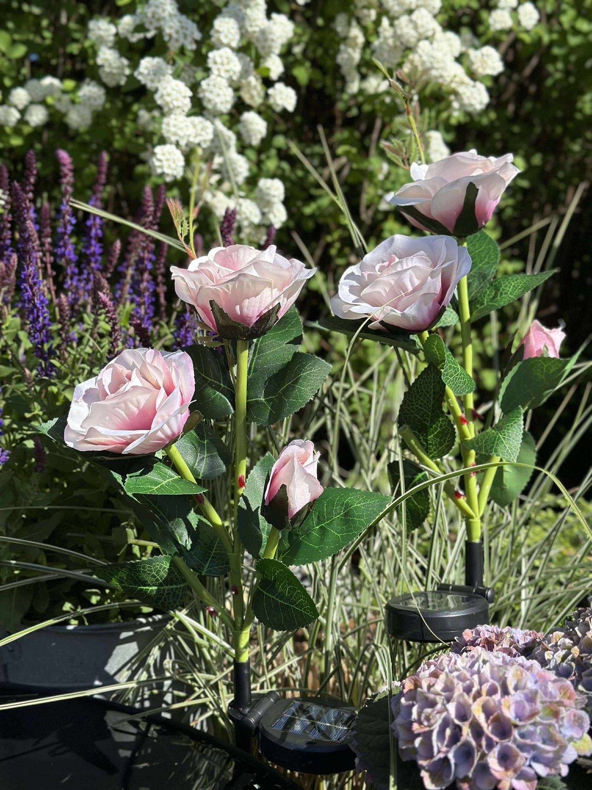 Rose avec cellules solaires - Rose