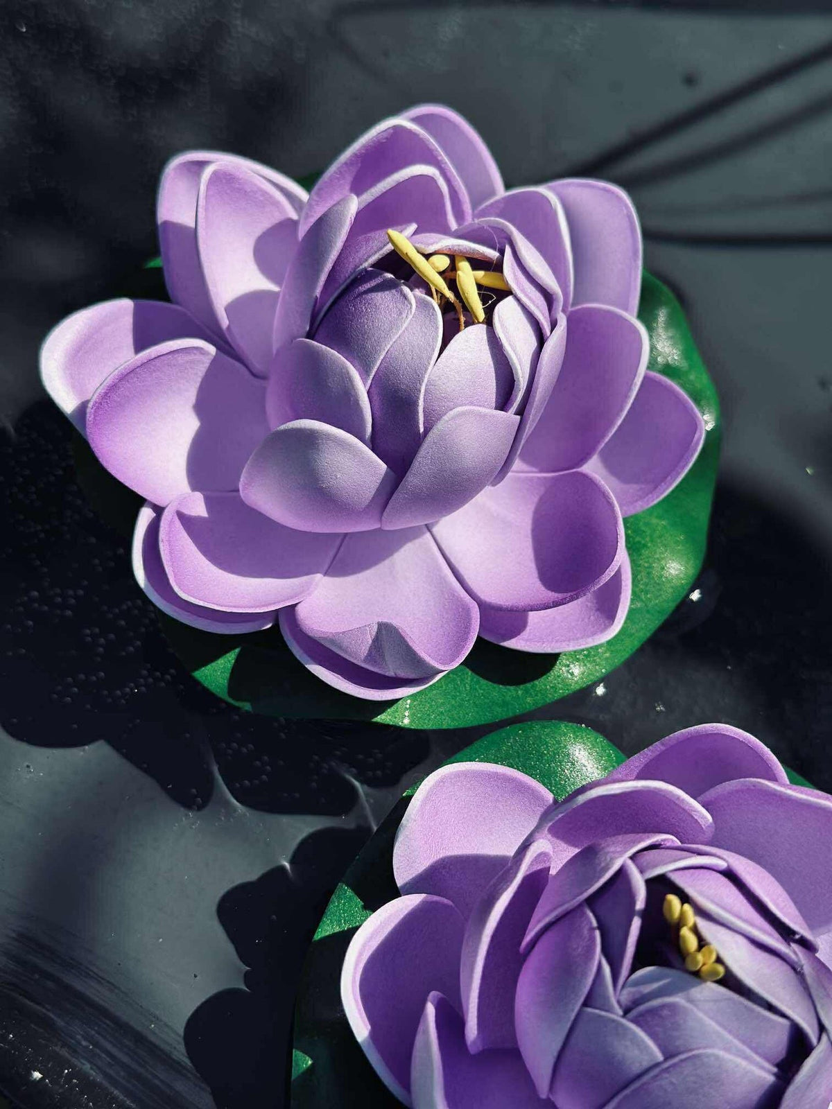 Lotus - Plusieurs couleurs