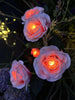 Rose avec cellules solaires - Rose