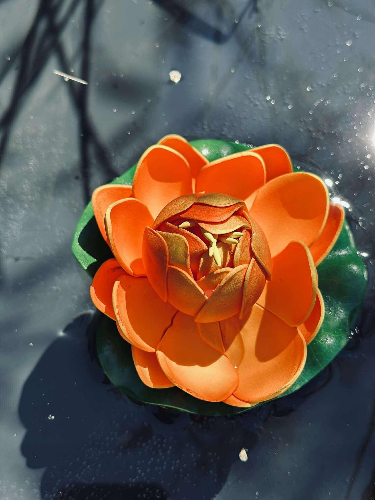 Lotus - Plusieurs couleurs