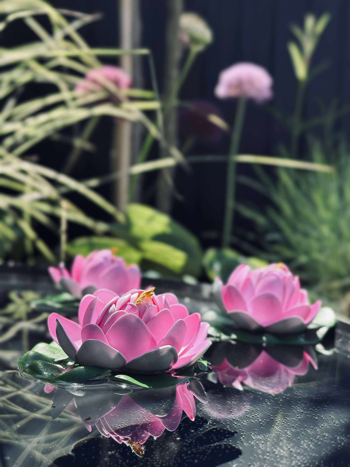 Lotus - Plusieurs couleurs