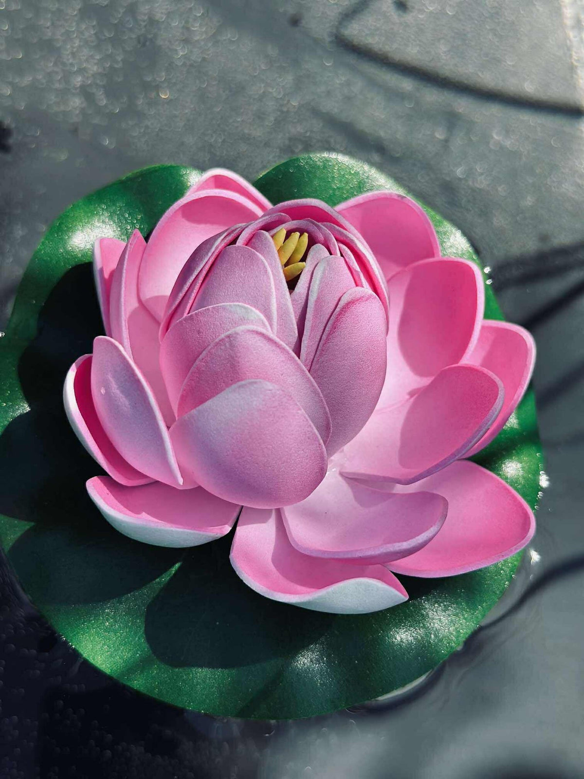 Lotus - Plusieurs couleurs