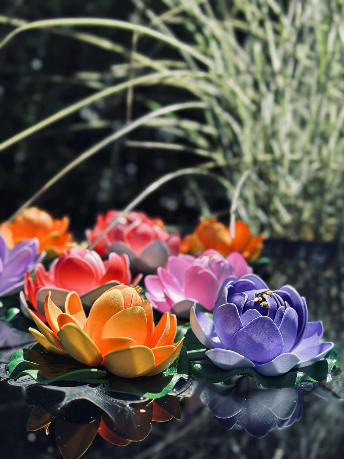 Lotus - Plusieurs couleurs