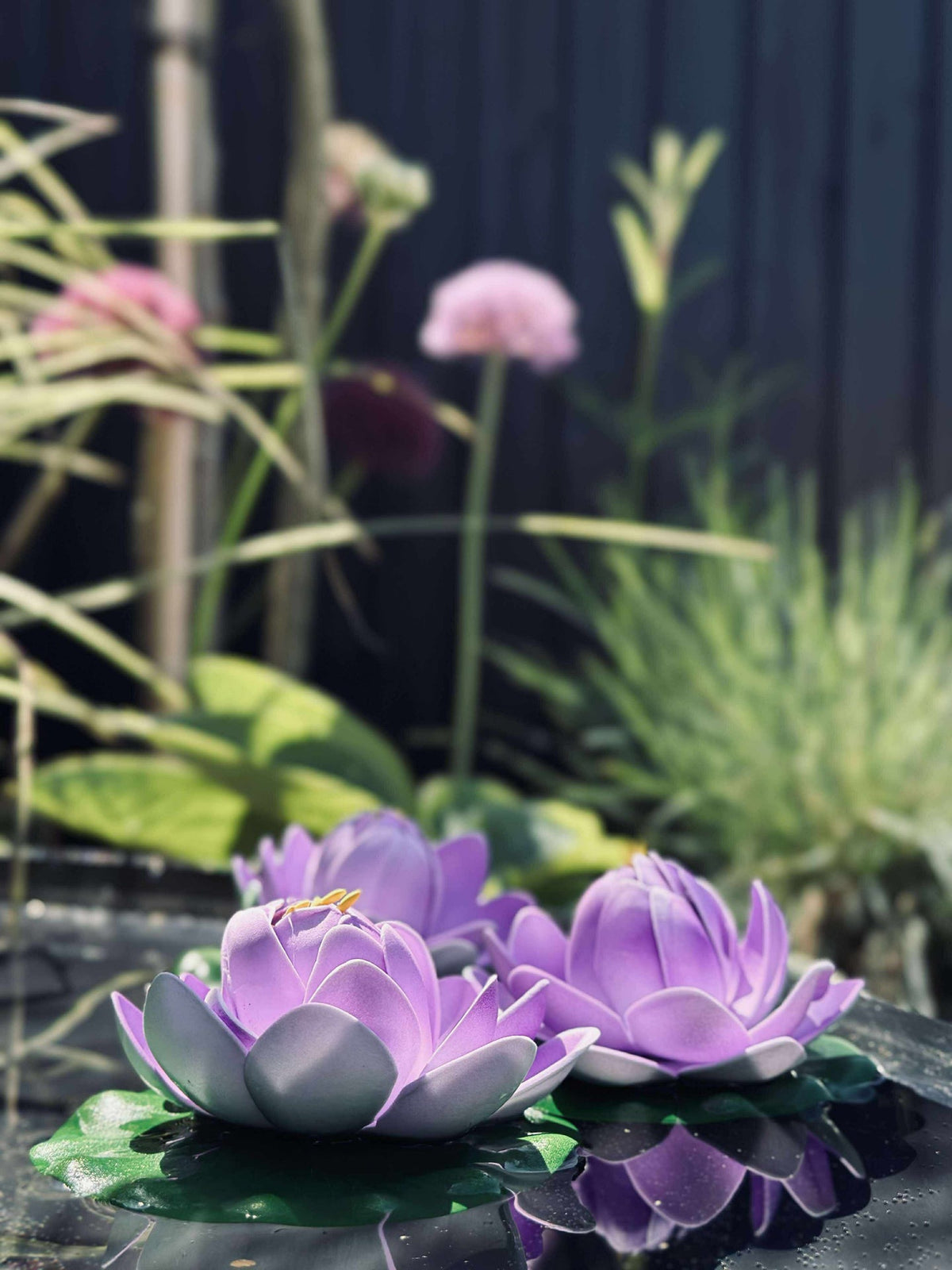 Lotus - Plusieurs couleurs