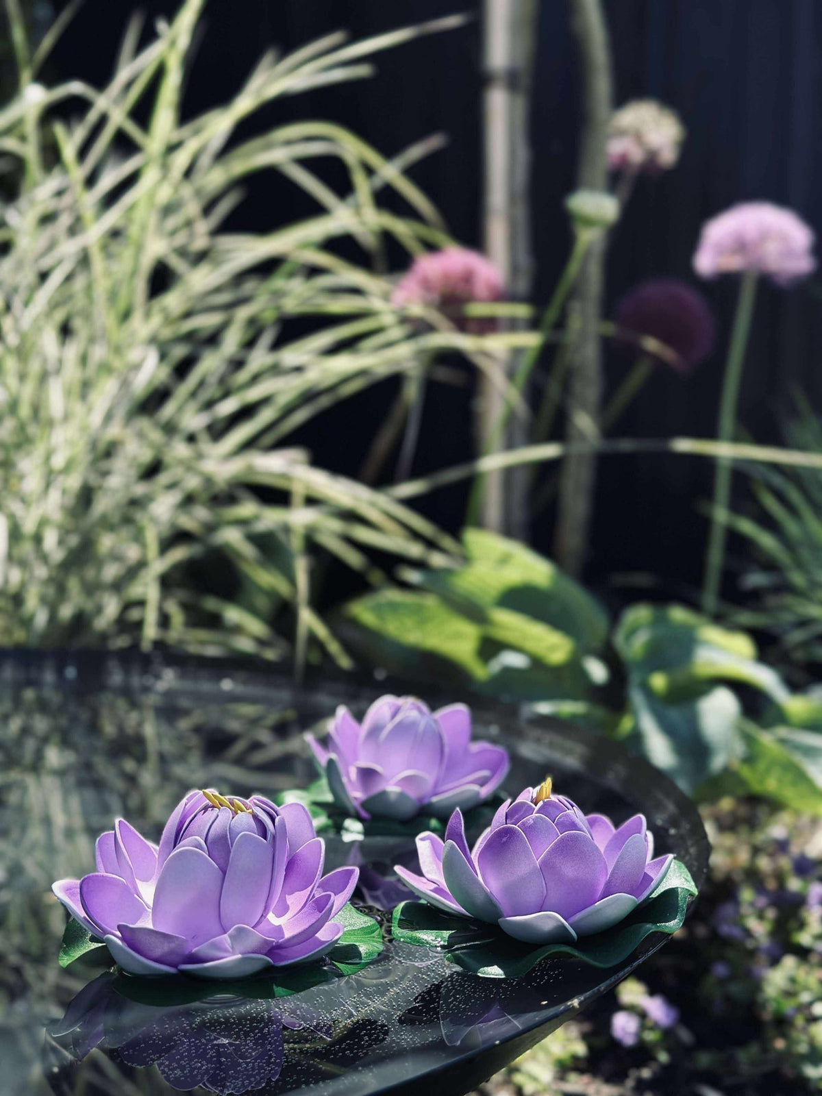 Lotus - Plusieurs couleurs