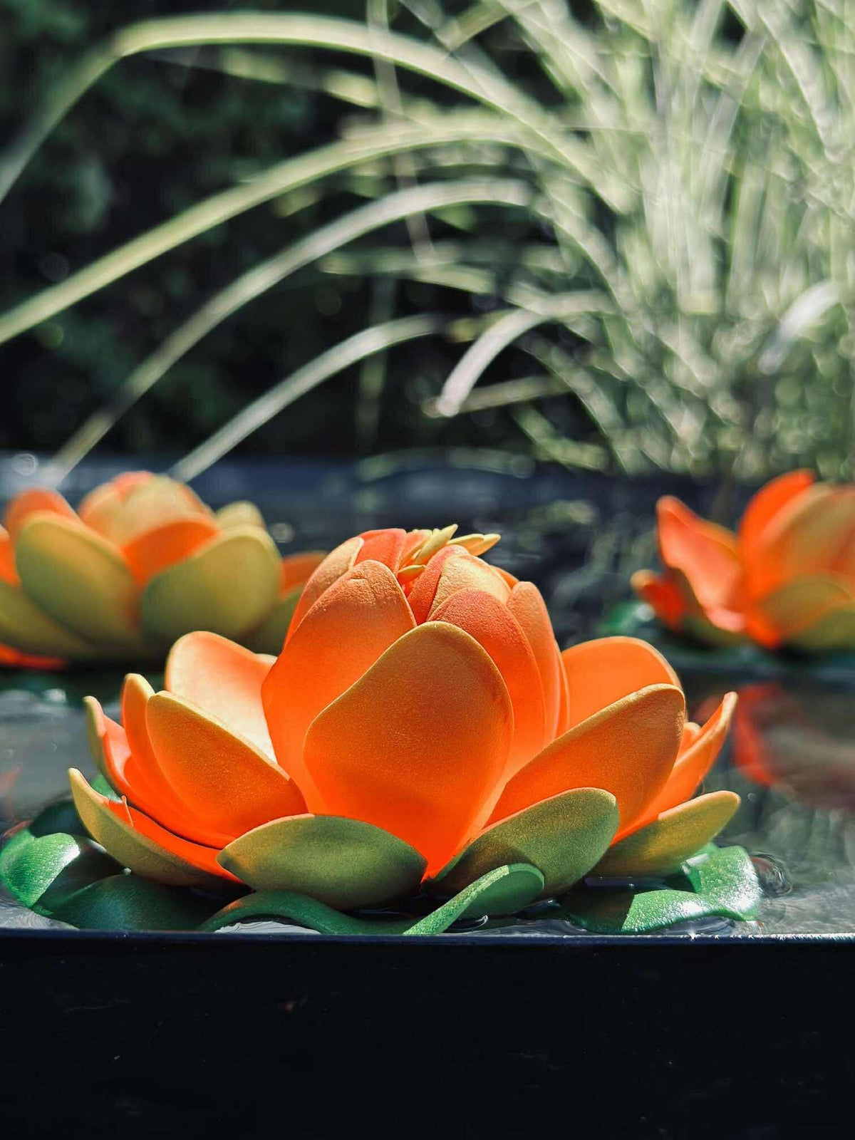 Lotus - Plusieurs couleurs